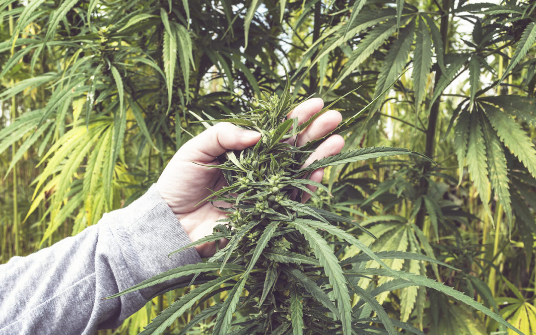 6 Ways Cannabis Growers Can Boost Their Yields | 420 Financial Services